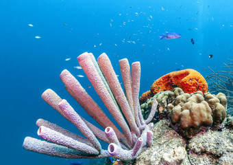 Caribbean coral reef