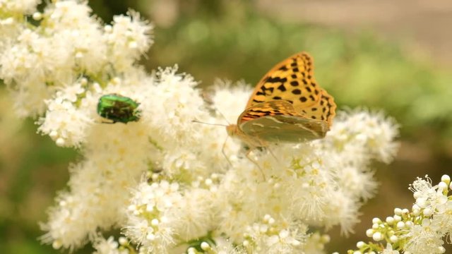 Summer background. Butterfly Urticaria sits on a flower

