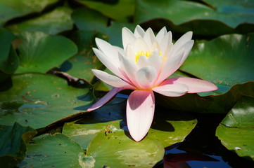 Nymphaea ( water lilies) - waterlily , Aquatic vegetation, water plants
