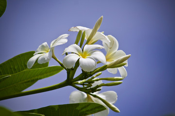 Plumeria flower nature 