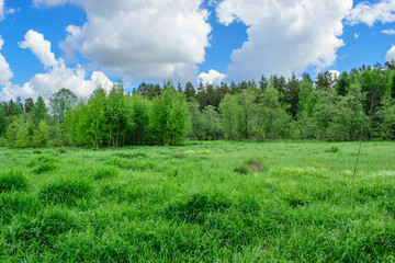 Green glade on the edge of the forest