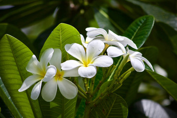 Plumeria flower nature 