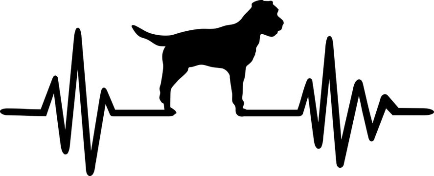 Border Terrier heartbeat