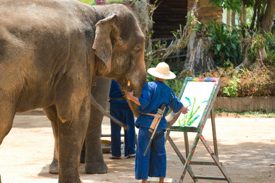 Fototapeta LAMPANG THAILAND - Elephant painting in picture tree frame  at The Thai Elephant Conservation Center (TECC), Mahouts show how to train elephant