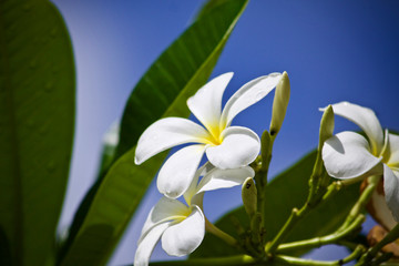 Obraz premium Plumeria flower nature 