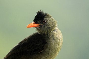 Seychelles bulbul, Morne Seychellois National Park, Mahe, Seychelles