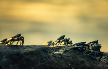 Crabs are sitting on the rock on the sunset background