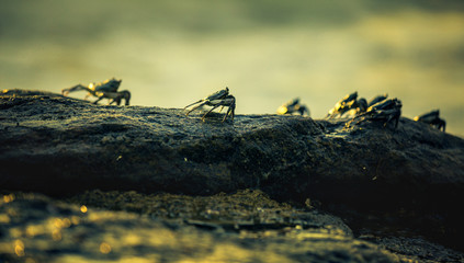 Crabs are sitting on the rock on the sunset background