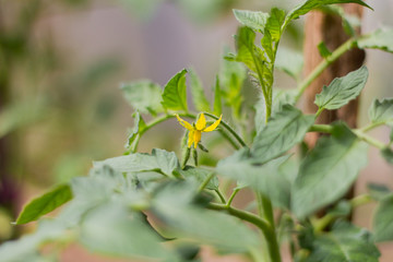 flowering tomato plants in the greenhouse