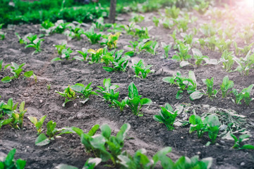 garden bed in the garden, beet leaves, growing vegetables.