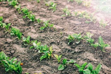 garden bed in the garden, beet leaves, growing vegetables.