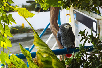 African grey parrot sitting on bar under tree. Psittacus erithacus bird