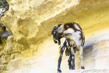 Wild goat in cliff on summer sunny day