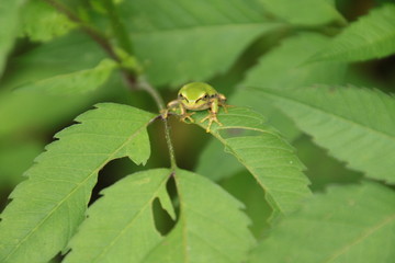 アマガエル　Tree Frog