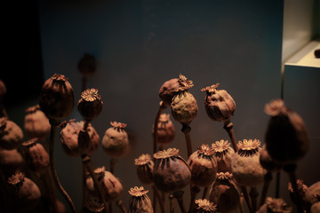 Opium poppy. Vintage Color Filter.