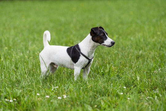 Portrait of  cute  dog Jack Russell Terrier  standing in the nature.