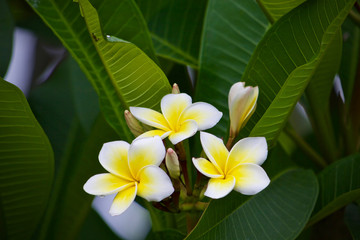 Plumeria flower nature 