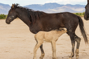 Fototapeta na wymiar Wild Horse Mare and Foal