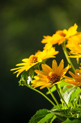 bouquet of bright yellow flowers Heliopsis helianthoides