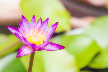Focus on beautiful purple lotus in pot with Lotus leaf background.