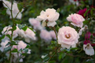 Obraz na płótnie Canvas Blooming pink roses flowers