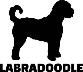 Labradoodle silhouette real word