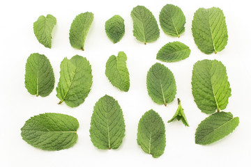 Fresh Mint Isolated on White