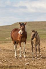 Wild Horse Mare and Foal