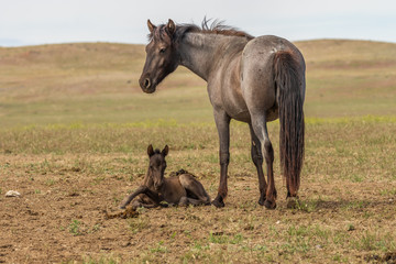 Wild Horse Mare and Foal