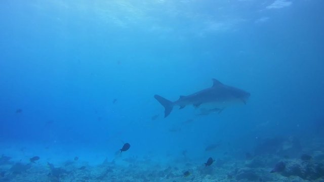 Tiger shark swim in the blue water  over  bottom of reef  - Indian Ocean, Fuvahmulah island, Maldives, Asia
