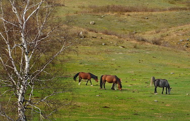 Russia. The South Of Western Siberia. Free pastures in the valleys of the Altai Mountains