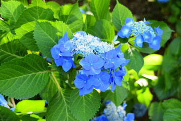 紫陽花　アジサイ　あじさい　花