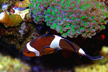 Ocellaris Clownfish - Amphiprion ocellaris 