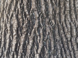 bark skin surface tree trunk