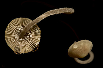 Close up of two pieces of small fungus growing on the dead wood with gleaming water drops like a lantern. Creative lighting macro photography.