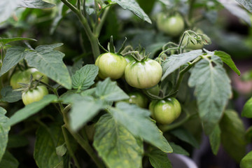 Green fresh tomatoes in pots. Summer market. Natural concept