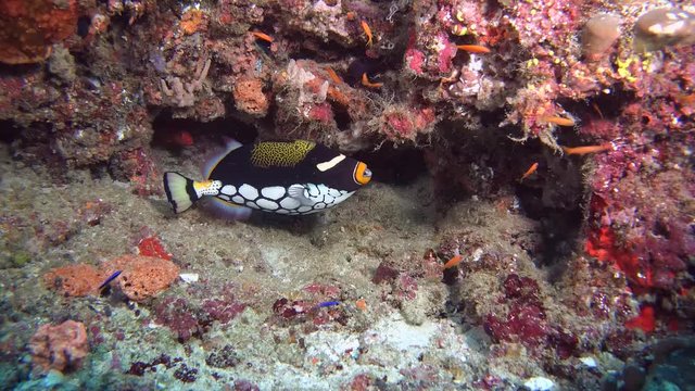 Clown Triggerfish - Balistoides conspicillum near coral reef. Indian Ocean, Maldives, Asia
