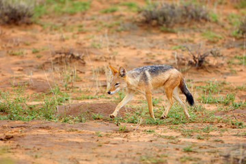 Naklejka na ściany i meble The black-backed jackal (Canis mesomelas) running in the desert. Jackal in the evening light. Jackal running in the desert.