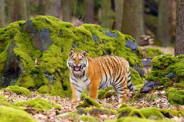 The Siberian tiger (Panthera tigris tigris) also called Amur tiger (Panthera tigris altaica) in the...