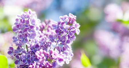 Blossoming Syringa lilac bush. Springtime landscape with bunch of violet flowers. lilacs blooming plants background. soft focus photo.