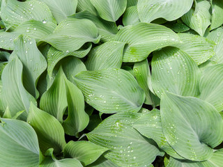 Background texture of broad-leaf green foliage