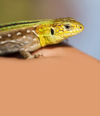 Green lizard on brown background, macro view. shallow depth of field, soft focus copy space