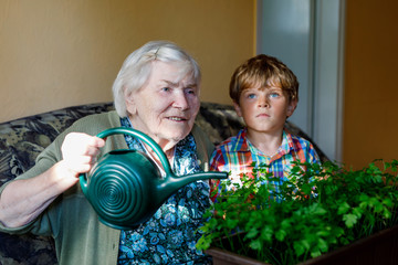 Active little preschool kid boy and grand grandmother watering parsley plants with water can at home