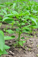 Young plants of sweet pepper begin to form buds.