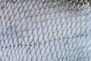 Bream fish scales textured skin pattern macro view. Selective focus, shallow depth field