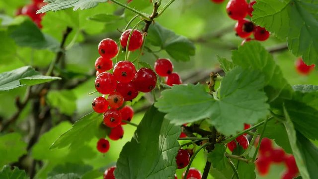 Red Ribes rubrum berries Redcurrant 4k