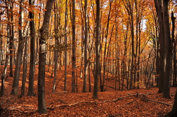 Autumn forest has discarded the leaves