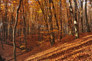 Golden autumn in the beech forest