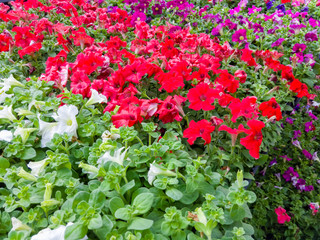 Fototapeta na wymiar Colorful display of white, red and purple petunias