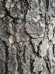 Real tree old wooden texture. Wood vertical background with brown green structure. Natural forest rustic photo. Ecological pine bark. Vertical photo.